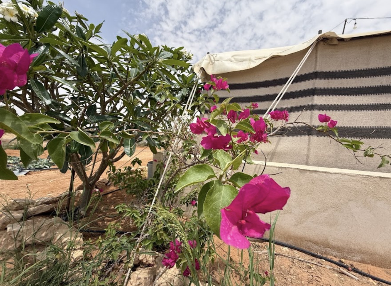 مزرعة الريم