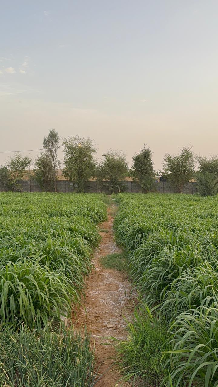 مزرعة الريم
